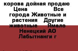 корова дойная продаю › Цена ­ 100 000 - Все города Животные и растения » Другие животные   . Ямало-Ненецкий АО,Лабытнанги г.